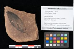 Foto (Objekt + Etikett) von Myrica lignitum Unger (NHMW-GEO-2024-0188-0629)